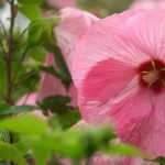 Hibiscus en tuinhibiscus planten, telen en verzorgen