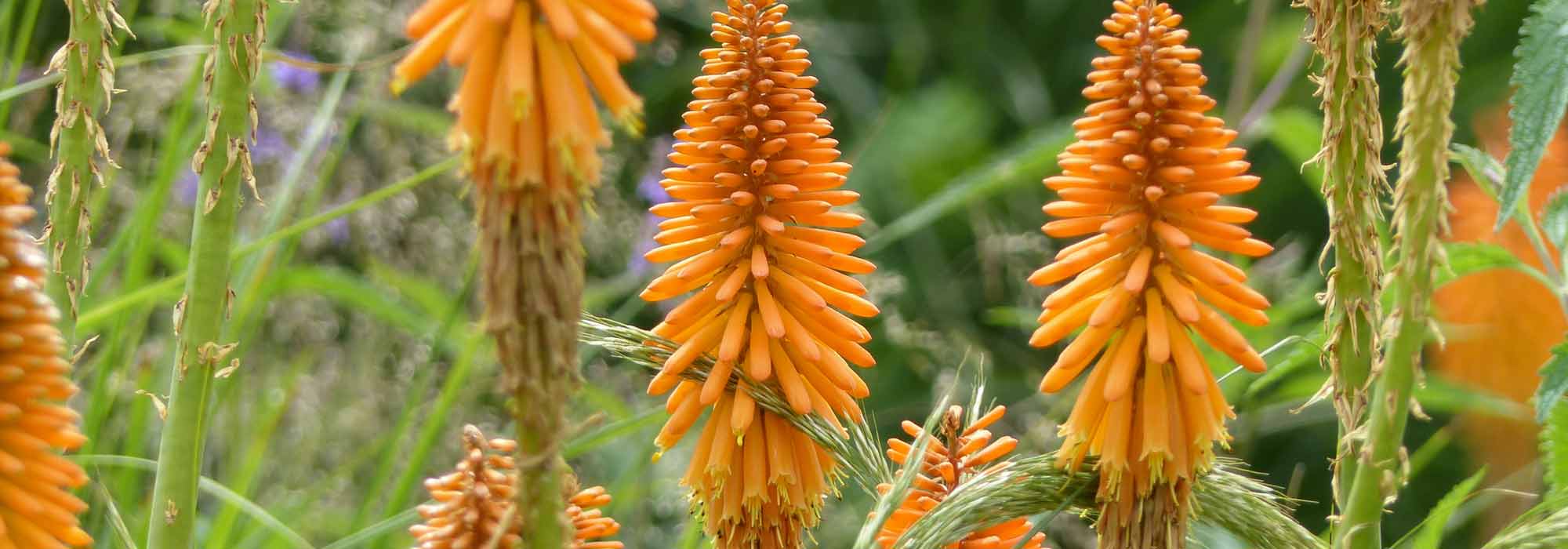 Kniphofia, vuurpijl: planten, telen en onderhouden
