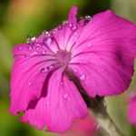 Lychnis, koekoeksbloem: planten, telen en onderhouden