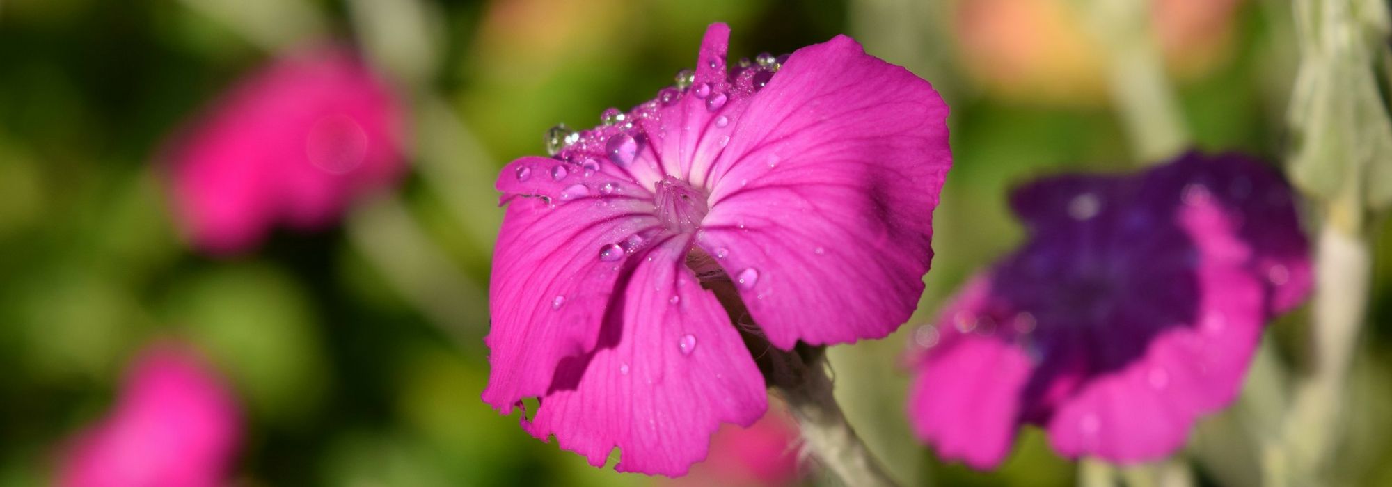 Lychnis, koekoeksbloem: planten, telen en onderhouden