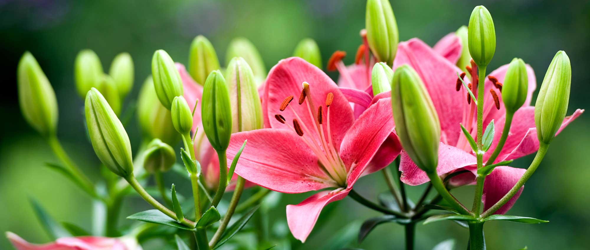 Lelie: planten, kweken en verzorgen