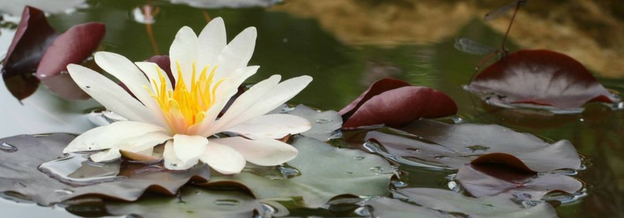 Vijver: 10 waterplanten, ondergedoken of drijvend