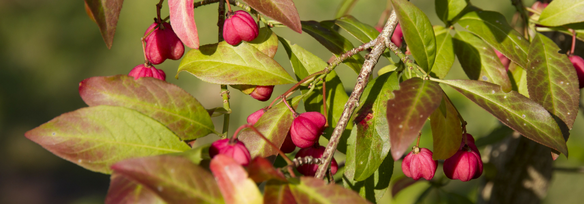 Kardinaalsmuts, Euonymus: planten, snoeien en onderhouden