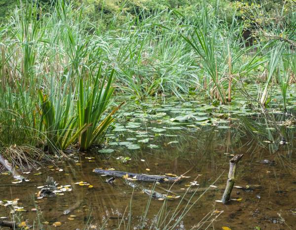 5 tips om overstromingen in de tuin te beperken