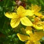 Hypericum, hertshooi: planten, snoei, onderhoud