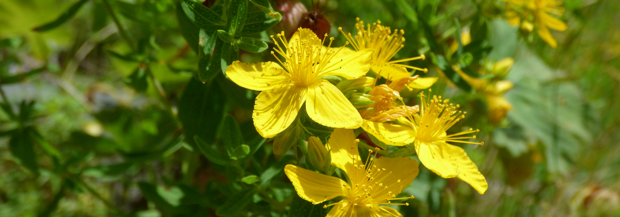 Hypericum, hertshooi: planten, snoei, onderhoud