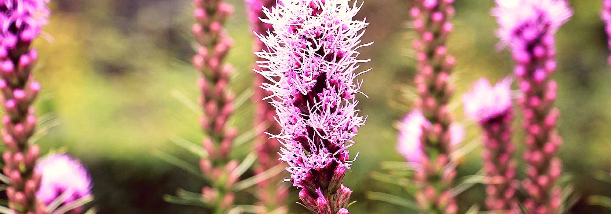 Pluim van Kansas, Liatris spicata: planten en onderhoud