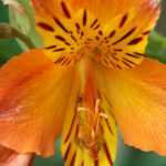 Incalelie, incalelie: planten, telen, onderhouden
