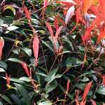 Photinia planten, snoeien en verzorgen
