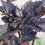 Physocarpus, blaasspirea: planten, snoeien en onderhoud