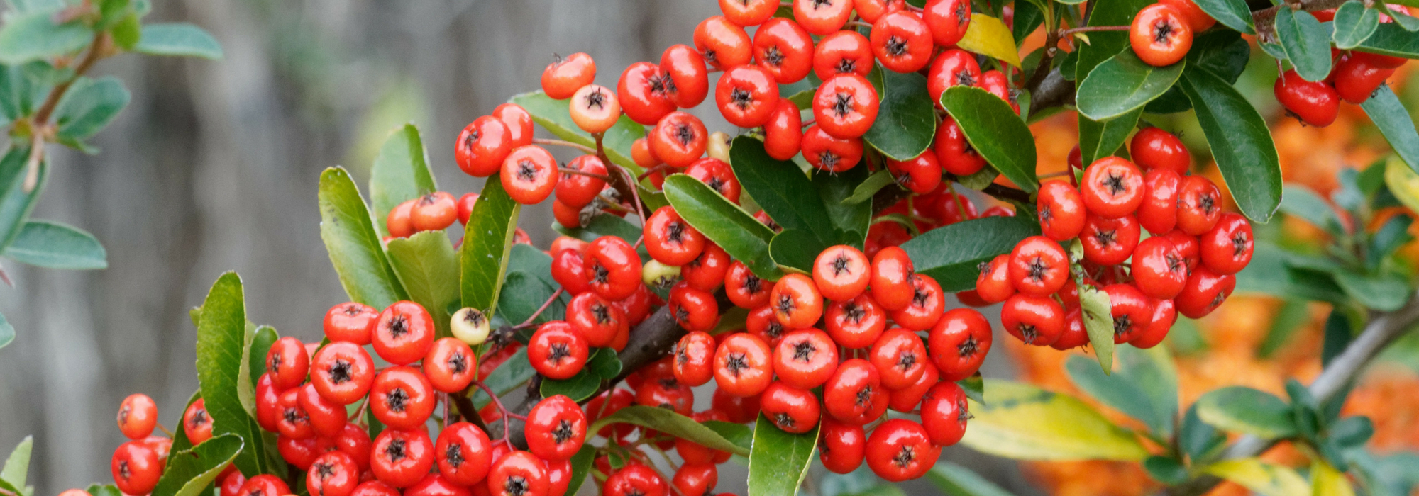 Pyracantha, vuurdoorn: planten, snoeien en onderhouden
