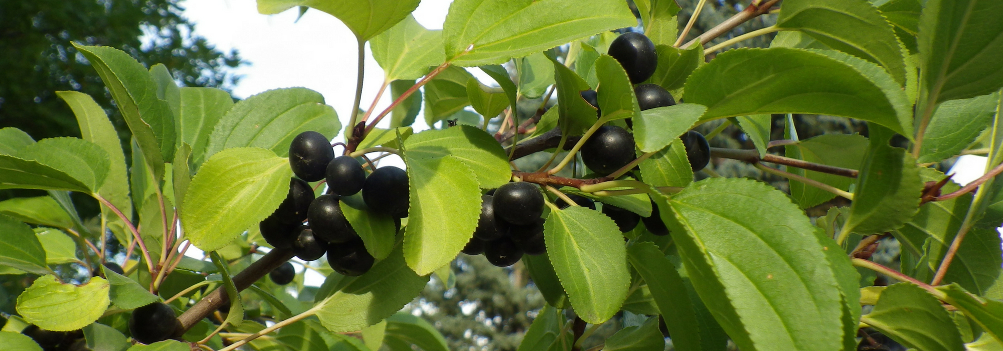 Rhamnus, wegedoorn en sporkehout: planten, snoeien en onderhouden