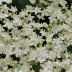 Vlier planten, telen en snoeien
