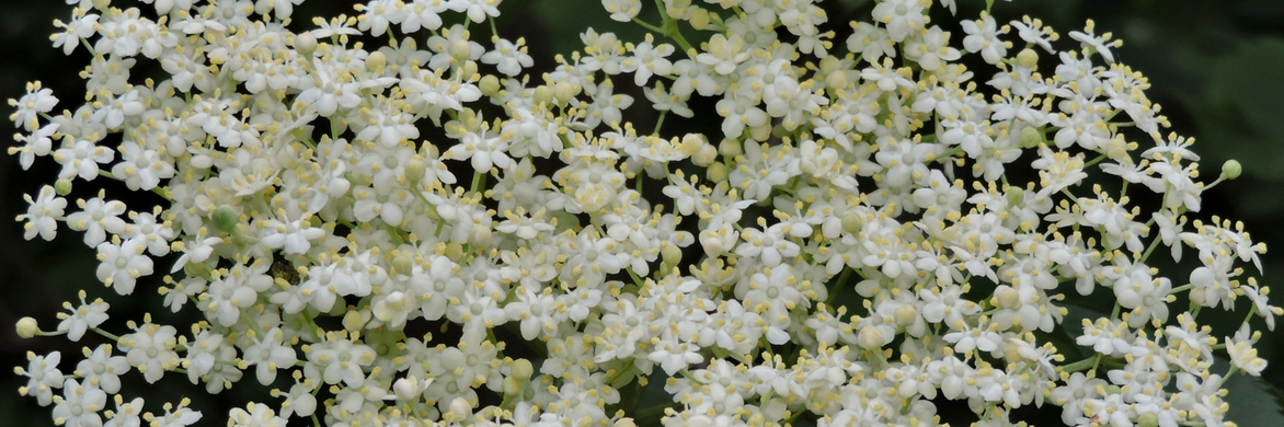 Vlier planten, telen en snoeien