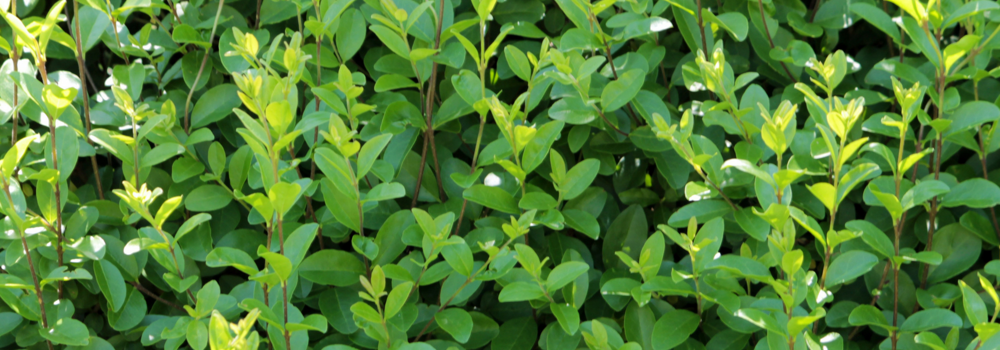 Liguster, Ligustrum: planten, snoeien en onderhouden