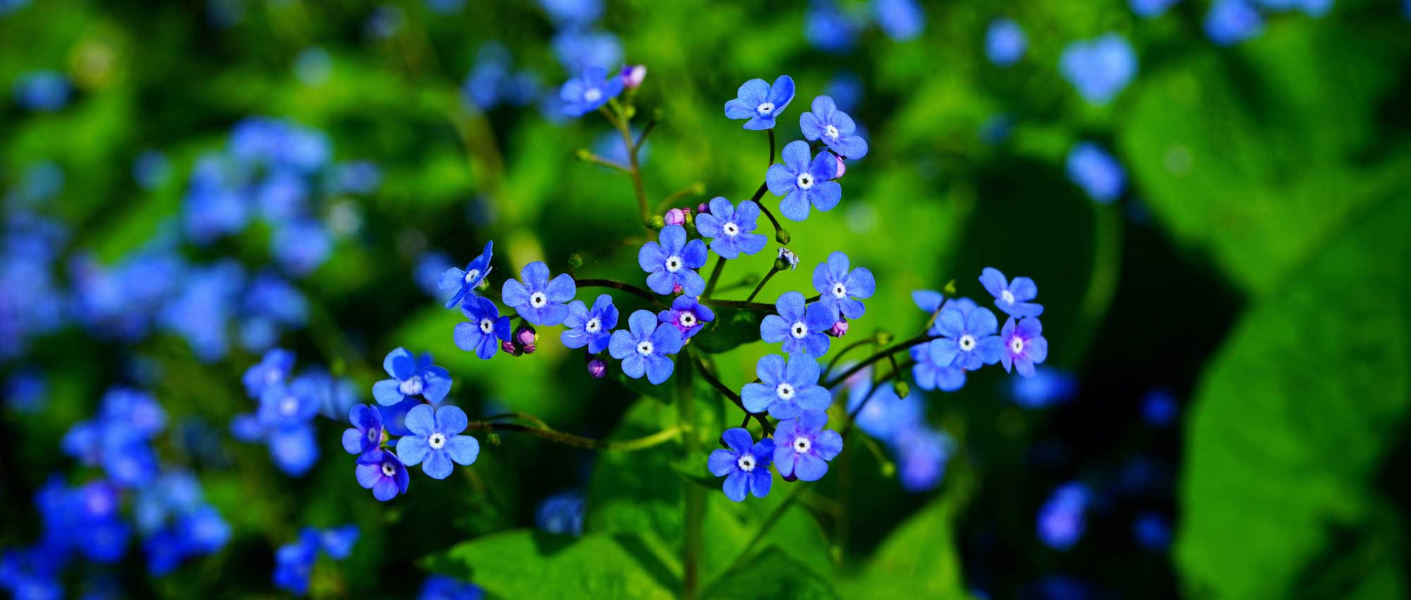 Brunnera, Kaukasisch vergeet-mij-nietje: planten, kweken en onderhoud