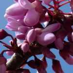 Judasboom (Cercis): planten, snoeien en verzorgen