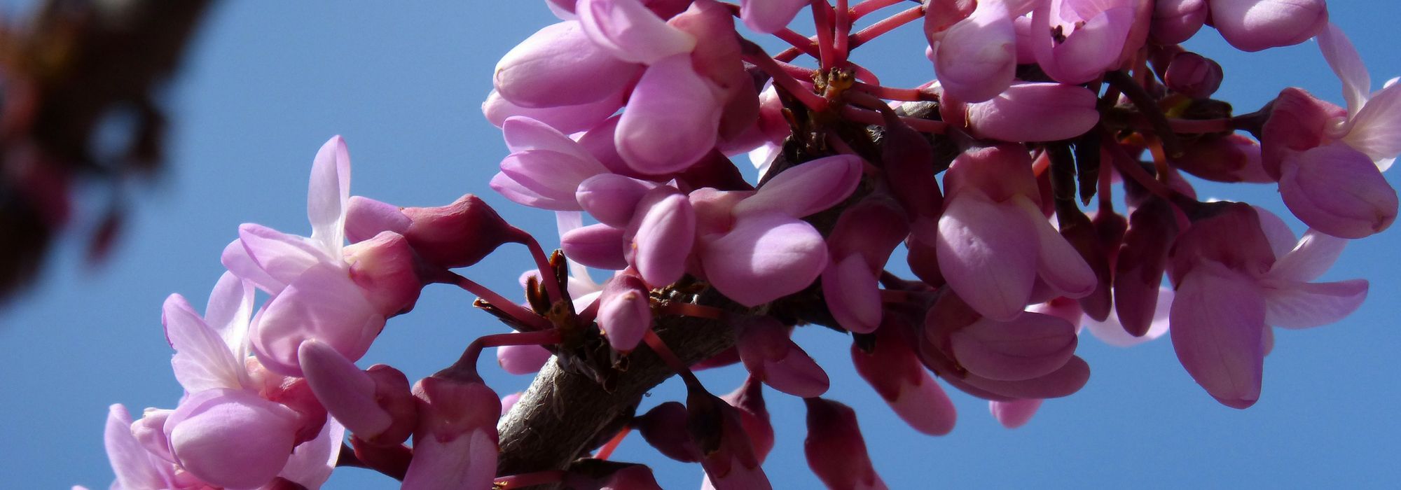 Judasboom (Cercis): planten, snoeien en verzorgen