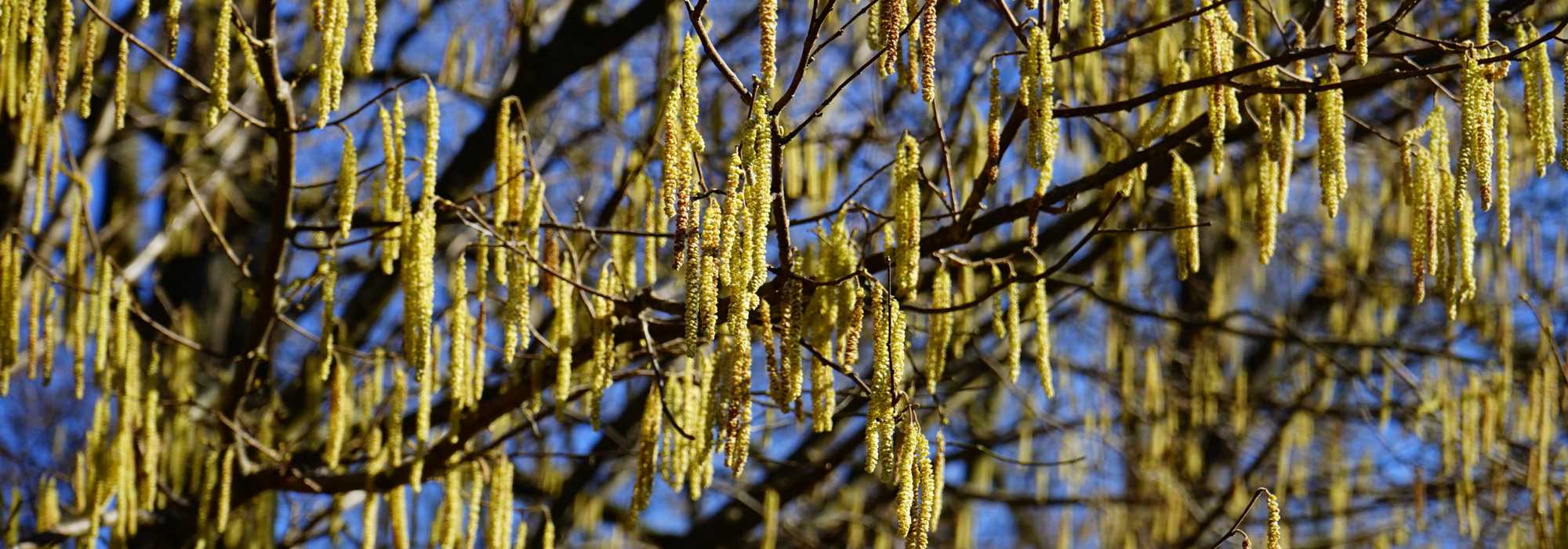 Hazelaar (Corylus): planten, snoeien en onderhouden
