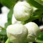 Exochorda, parelstruik: planten, telen, snoeien