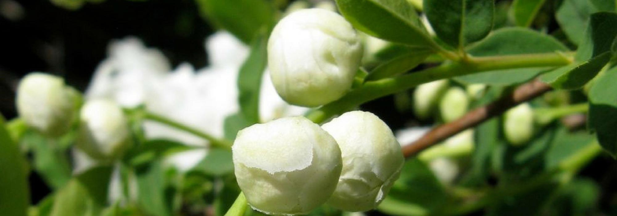Exochorda, parelstruik: planten, telen, snoeien