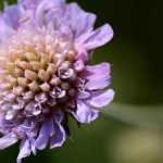 Knautia: planten, kweken en onderhouden