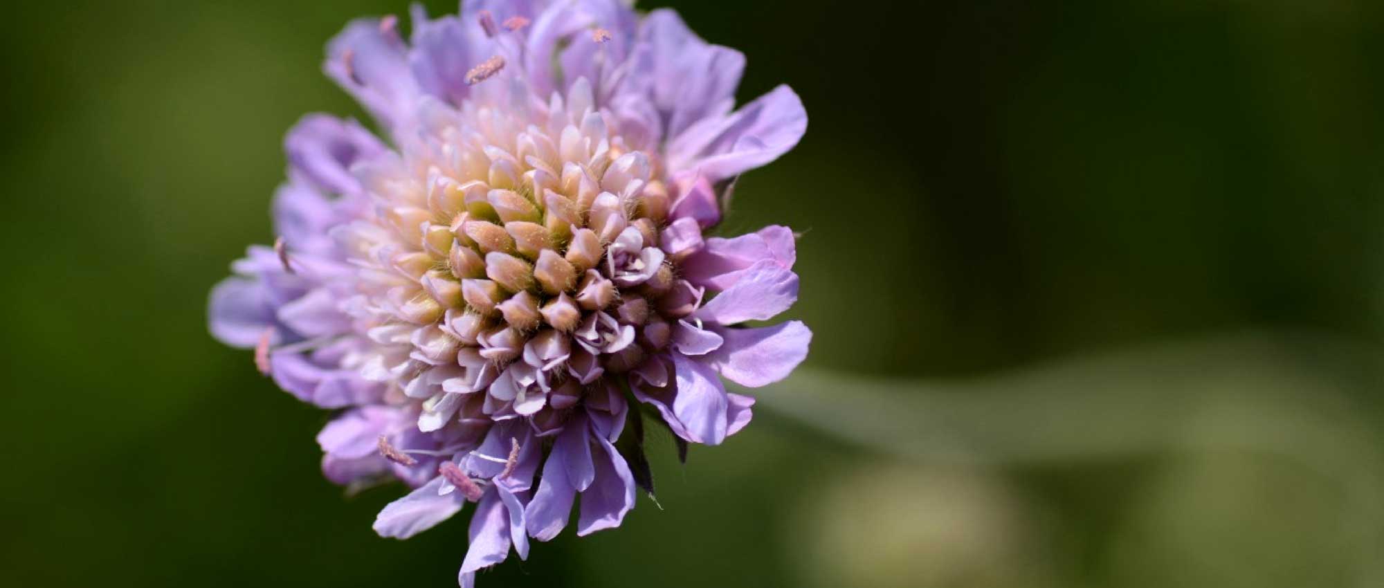 Knautia: planten, kweken en onderhouden
