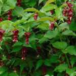 Leycesteria, fazantenbes: planten, snoeien en onderhouden