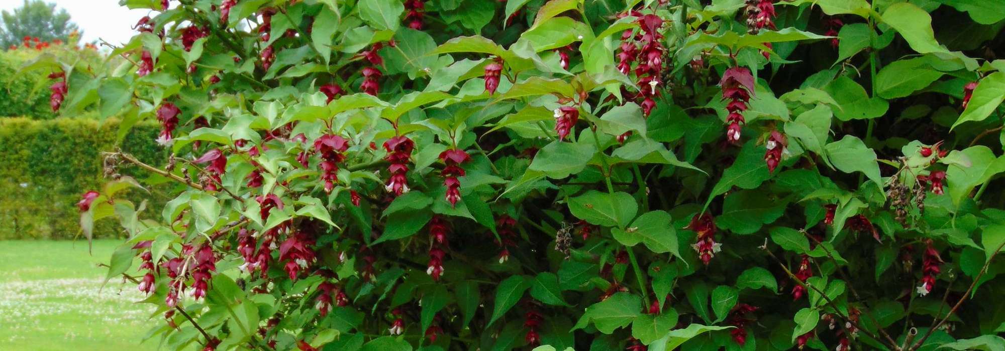 Leycesteria, fazantenbes: planten, snoeien en onderhouden