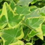 Gewone klimop, Hedera helix: planten, telen, snoeien