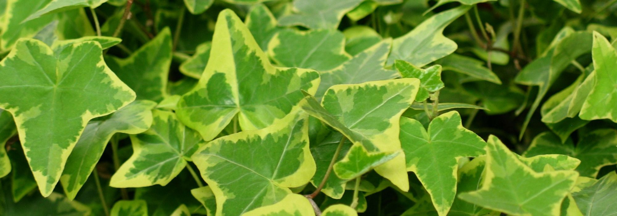 Gewone klimop, Hedera helix: planten, telen, snoeien