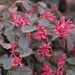 Loropetalum: planten, snoeien en onderhouden