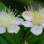 Mirte (Myrtus): planten, snoeien en verzorgen