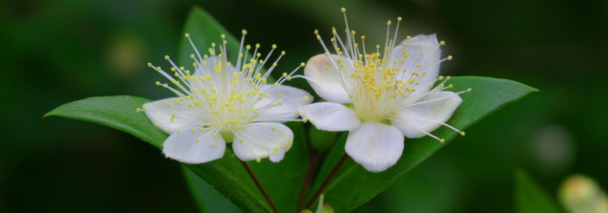 Mirte (Myrtus): planten, snoeien en verzorgen