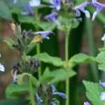 Nepeta, kattenkruid: planten, kweken, snoei en onderhoud