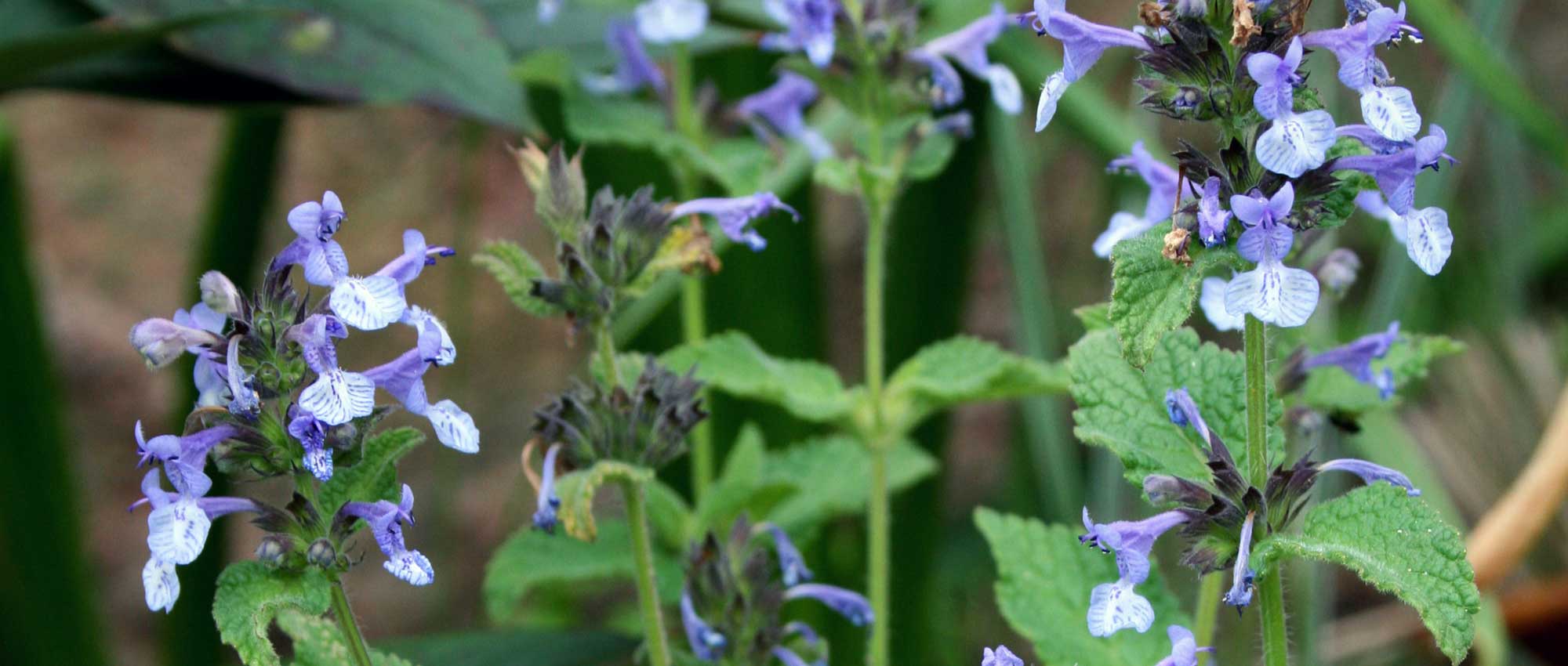 Nepeta, kattenkruid: planten, kweken, snoei en onderhoud