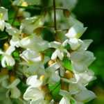 Valse acacia: planten, snoeien en onderhouden