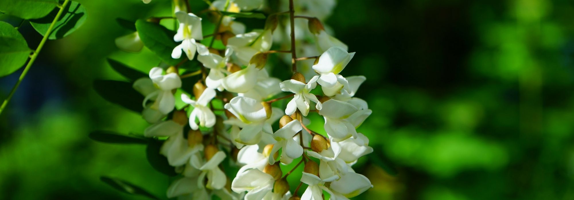 Valse acacia: planten, snoeien en onderhouden