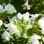 Boerenjasmijn, Philadelphus: planten, snoei, stek