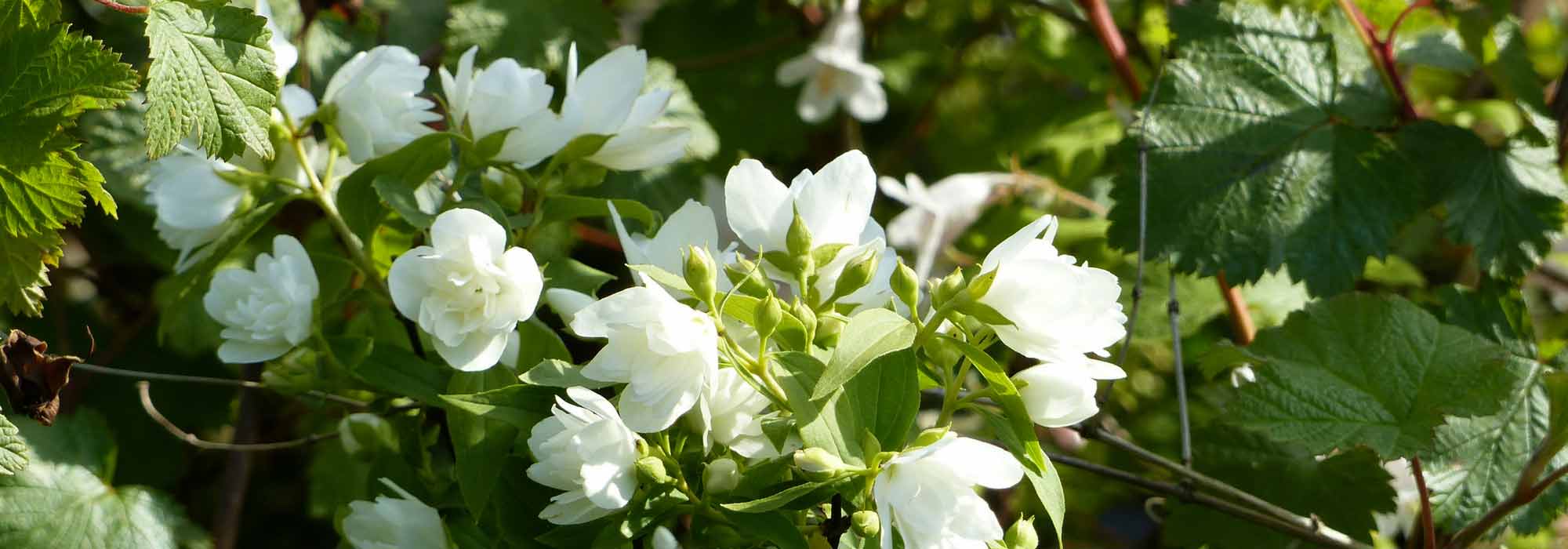 Boerenjasmijn, Philadelphus: planten, snoei, stek