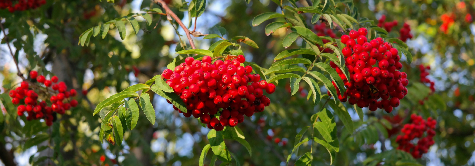 Lijsterbessen, Sorbus: planten, snoeien en onderhouden