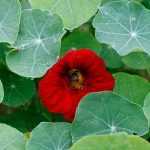 Oost-Indische kers: planten, zaaien en verzorgen