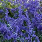 Perovskia, Russische salie: planten, snoeien en onderhoud