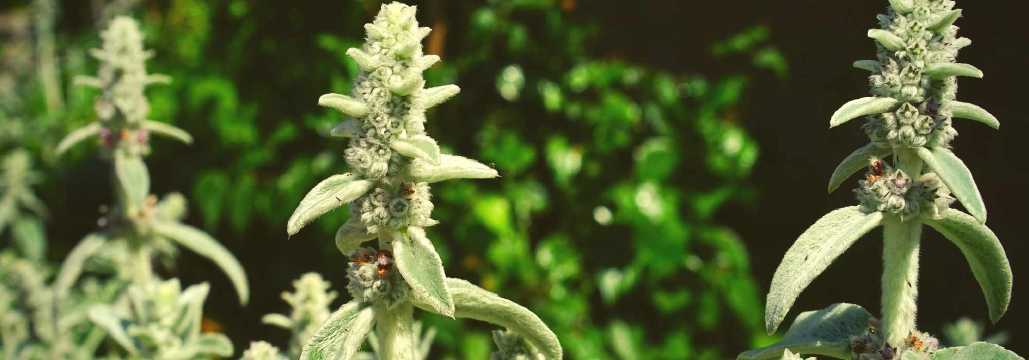 Ezelsoor (Stachys): planten, kweken en verzorgen
