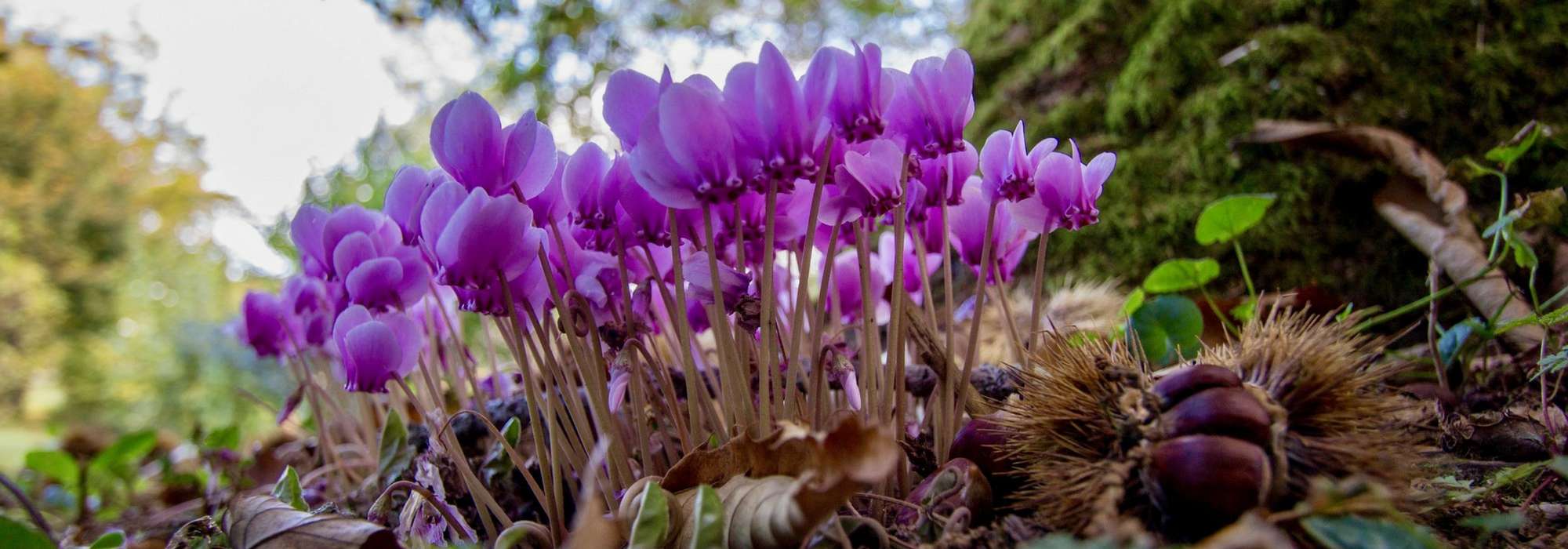 Cyclamen planten, telen en verzorgen