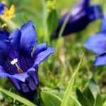 Gentiaan: planten, kweken en verzorgen