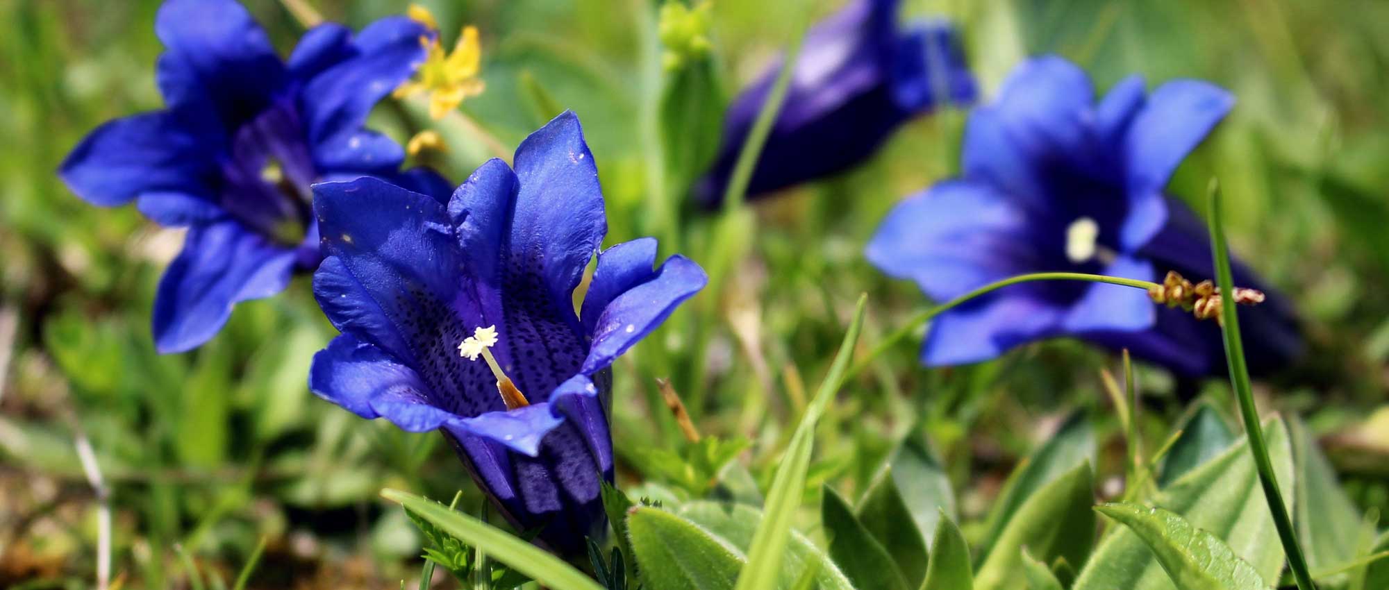 Gentiaan: planten, kweken en verzorgen