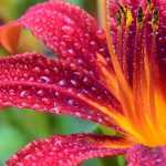Daglelie: planten, kweken, delen en onderhouden