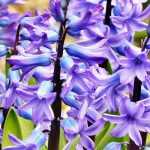 Hyacint: planten, kweken en onderhoud