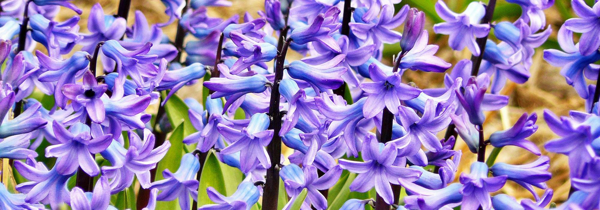 Hyacint: planten, kweken en onderhoud